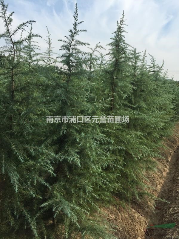 Բ3ѩɣ2ѩɣ2.5ѩɣ1.5ѩ