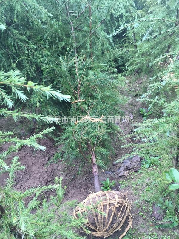 Բ3ѩɣ2ѩɣ2.5ѩɣ1.5ѩ