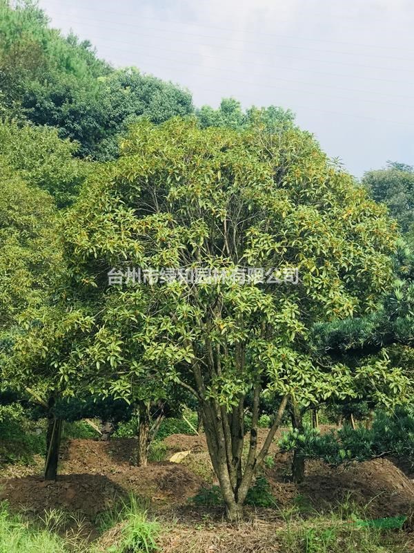 浙江台州临海优质桂花树,丹桂,银桂,金桂,本地桂花