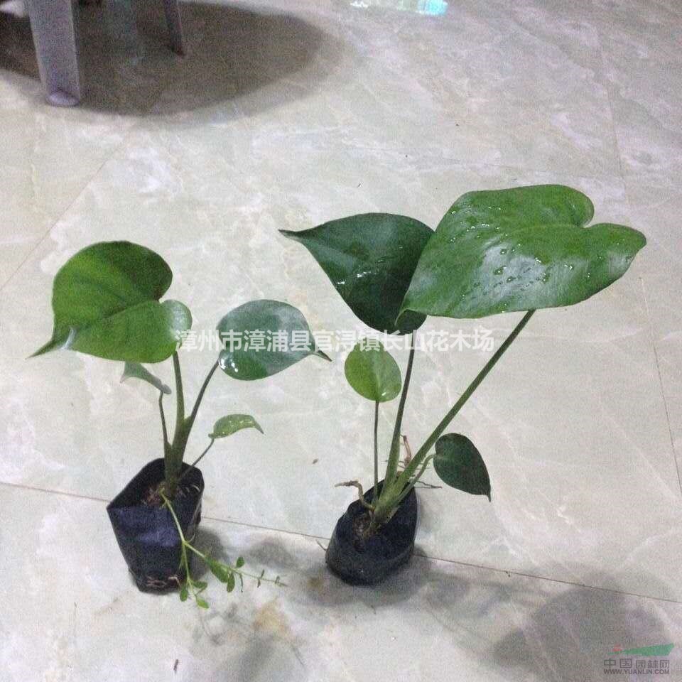 福建供应龟背竹规格齐全