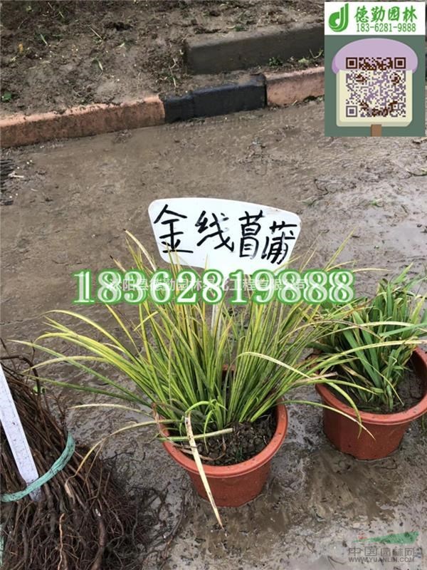 ӦͲݽ ˮֲ ʯ Ǯ
