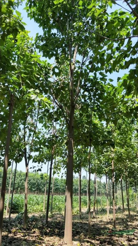河南省周口市楸树繁育基地楸树苗梓树苗,0.5公分到5公分图片
