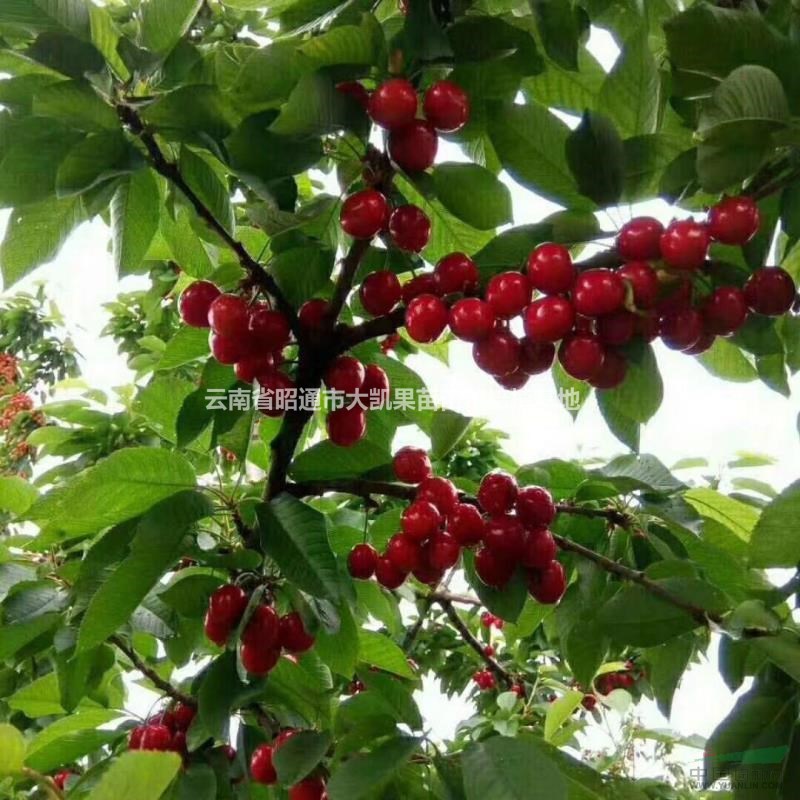 云南车厘子苗,大樱桃苗,美国大樱桃苗,车厘子