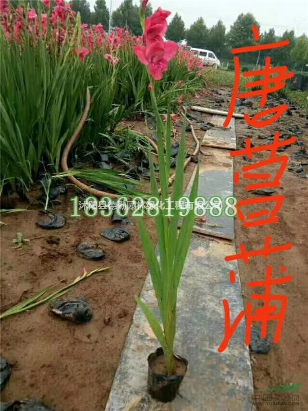 批发优质唐菖蒲 别名 剑兰 十样锦 唐菖蒲价格 地被植物