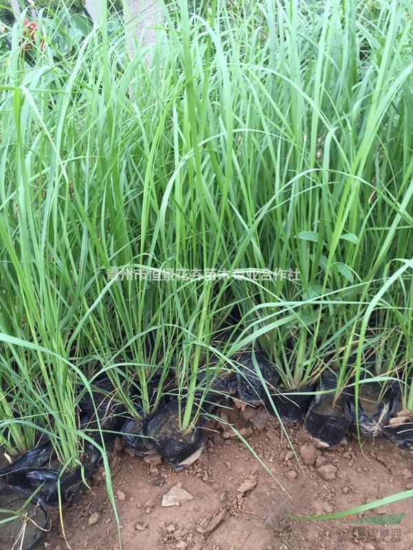 小兔子狼尾草价格种植基地