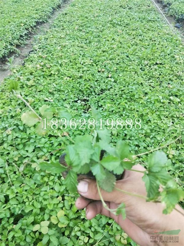 温馨提示: 以上是关于【大量供应蛇莓 蛇泡草 蛇莓价格 蛇莓小苗 优质地被植物批发】的详细介绍, 产品由沭阳县德勤园林绿化工程有限公司为您提供,如果您对沭阳县德勤园林绿化工程有限公司产品信息感兴趣可以联系供应商 ,您也可以查看更多与【蛇莓】相关的产品!
