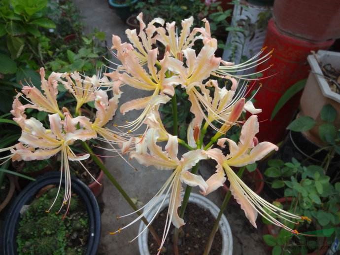白花石蒜养殖方法【白花石蒜】基地_种植厂家_产地报价单_江苏绿康态