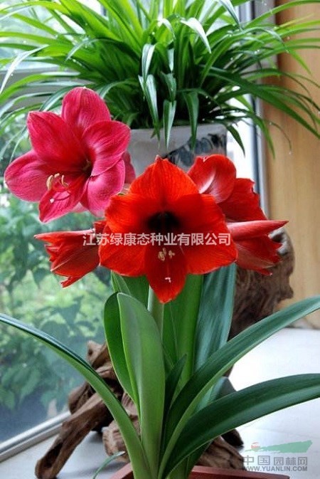 朱顶红叶子太长怎么办