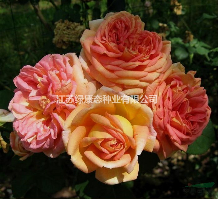 低价出售大花月季,钻石月季,树状月季,月季树.香水月季
