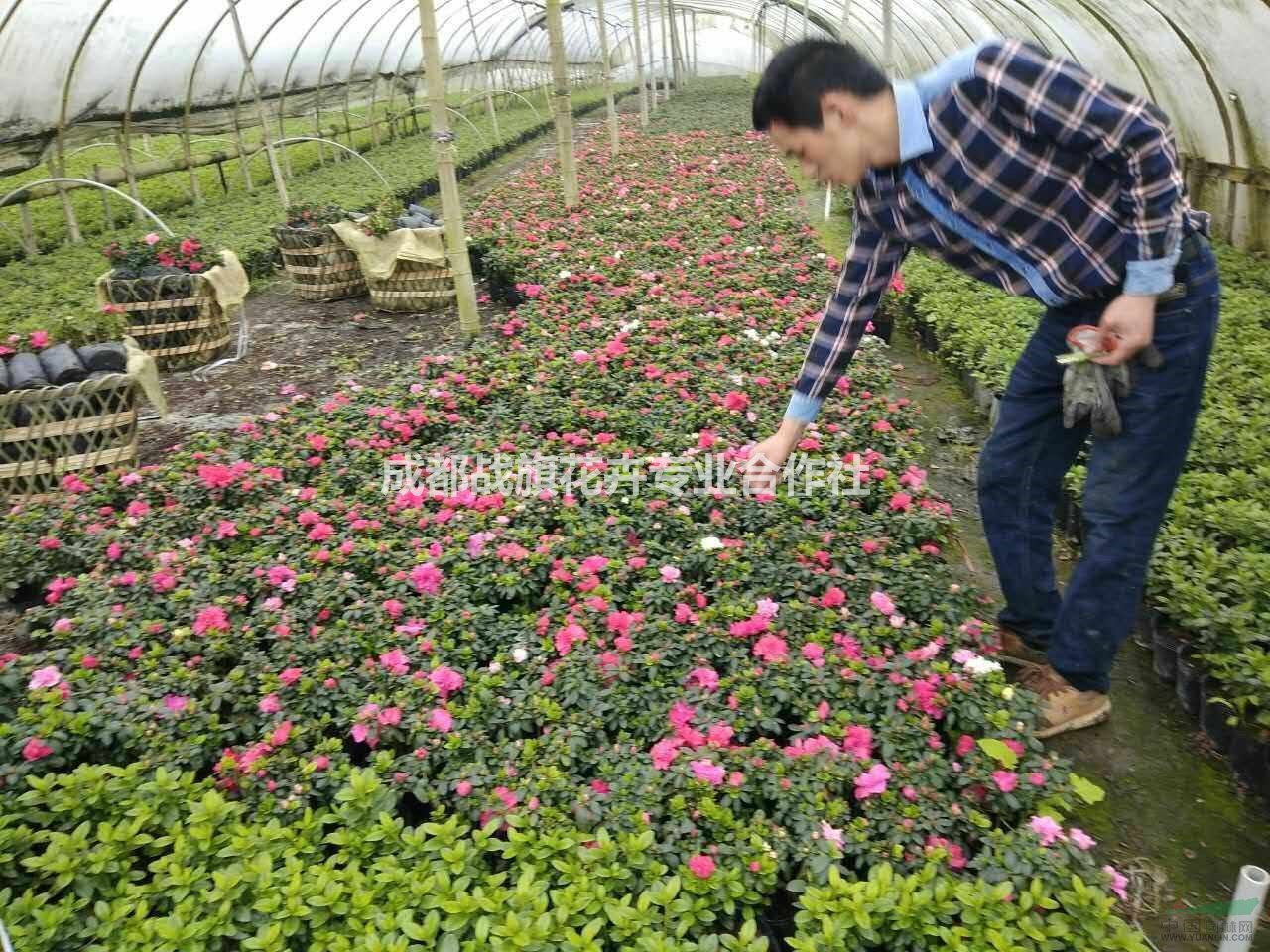 13杯西洋鹃苗圃基地 喜庆草花 时令花卉 13杯西洋鹃工程苗