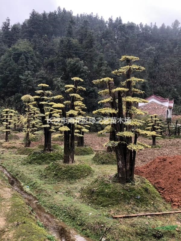 造型桩景 金姬女贞古桩 大型树桩 景观造型树价格_供应_图片_长沙市