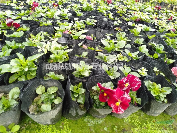 三色堇苗圃基地 三色堇春节花卉 13杯杯苗批量出售
