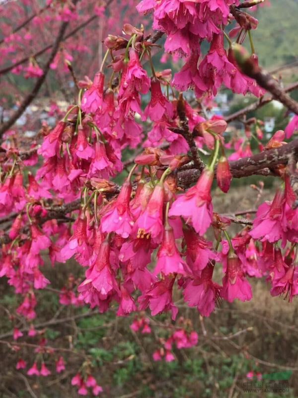 福建山樱花优惠出售啦