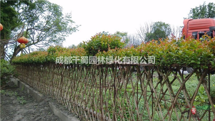 有功能性的紫薇造型200元紫薇围墙造型庭院绿篱编织