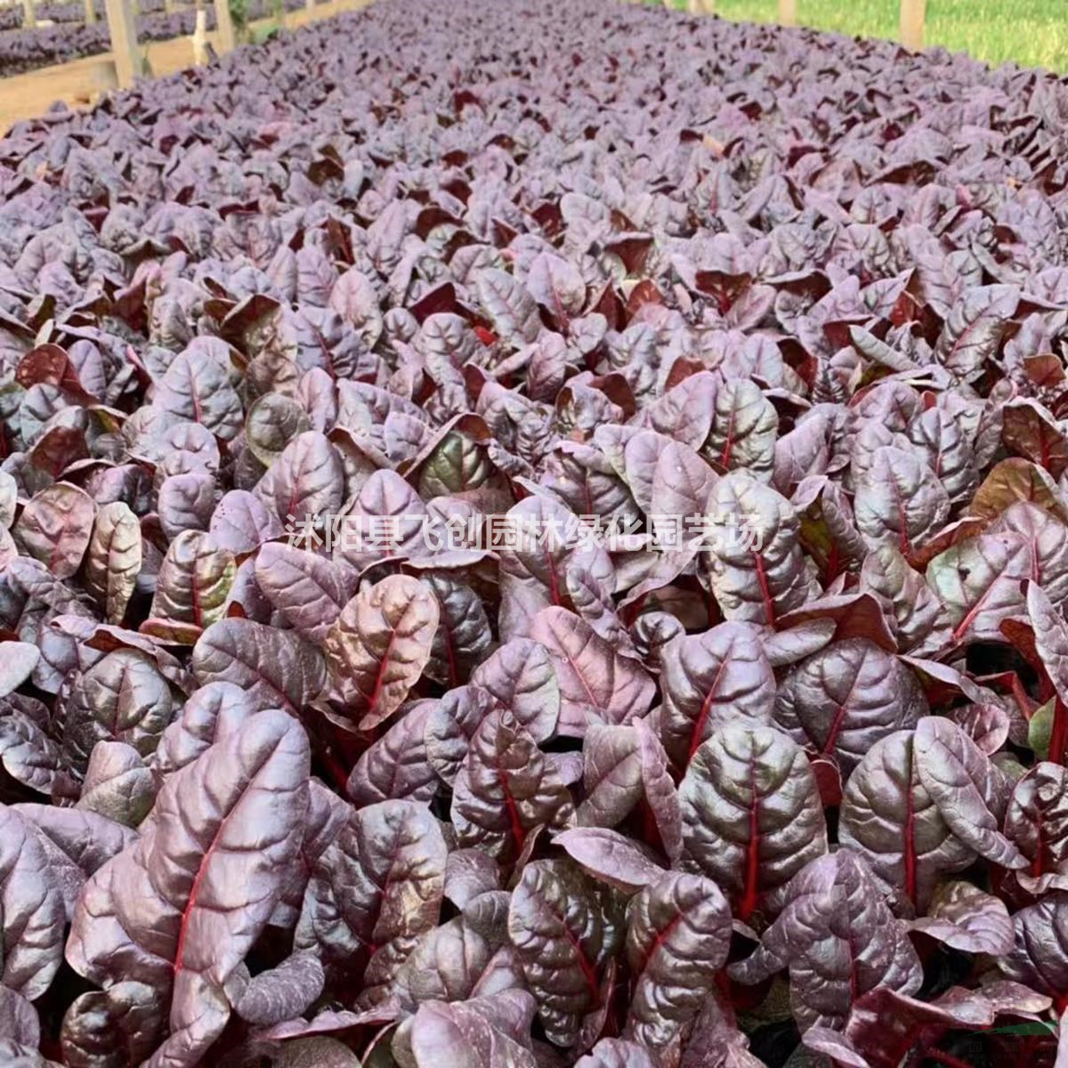 红叶甜菜 冬季耐寒观赏花卉 基地直销量大价优图片