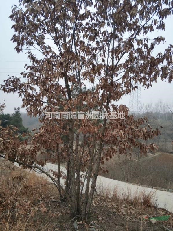 丛生栓皮栎图片
