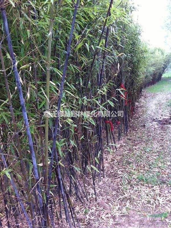 紫竹 江苏紫竹价格 紫竹基地 紫竹供应图片