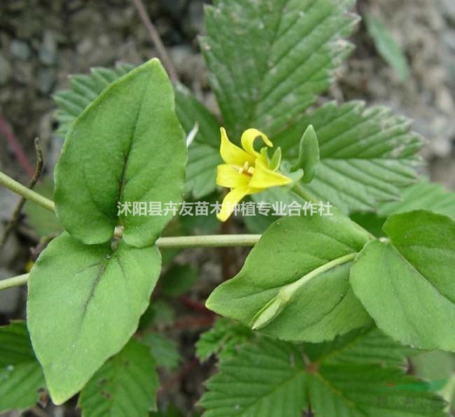 优质地被植物,过路黄小苗 量大价格优惠 成活率高