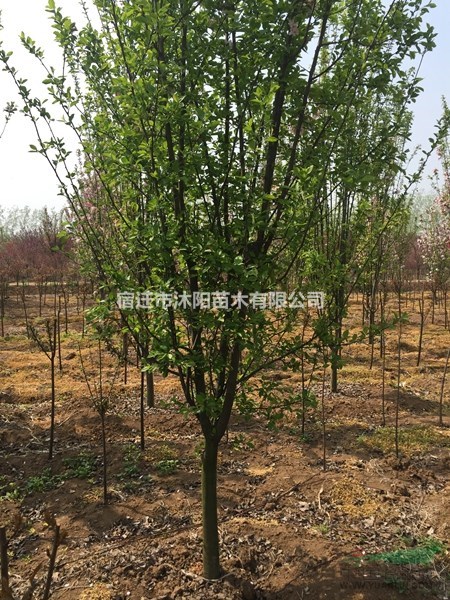 西府海棠价格_西府海棠产地_西府海棠绿化苗木苗圃基地