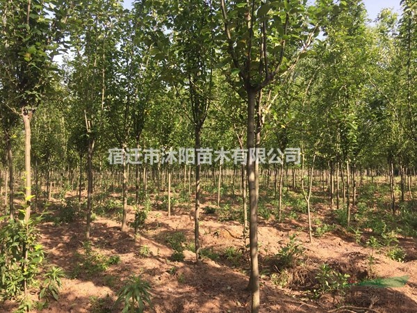 西府海棠价格_西府海棠产地_西府海棠绿化苗木苗圃基地