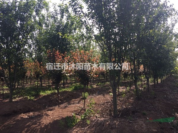 西府海棠价格_西府海棠产地_西府海棠绿化苗木苗圃基地