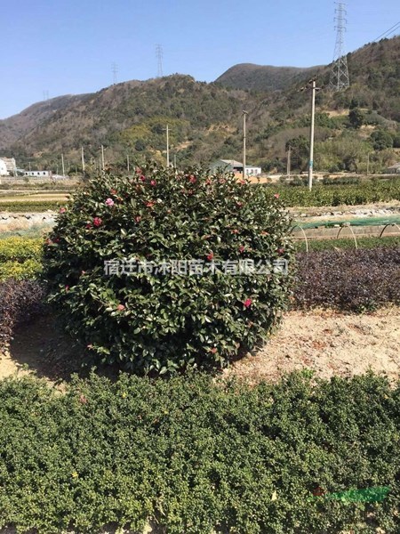 茶花价格_茶花图片_茶花产地_茶花苗圃基地
