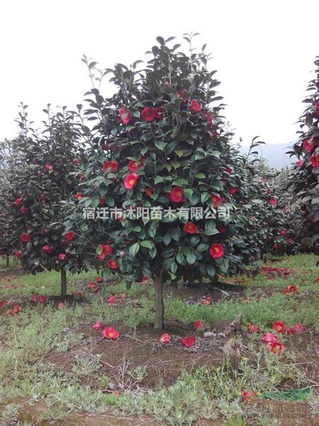 茶花价格_茶花图片_茶花产地_茶花苗圃基地