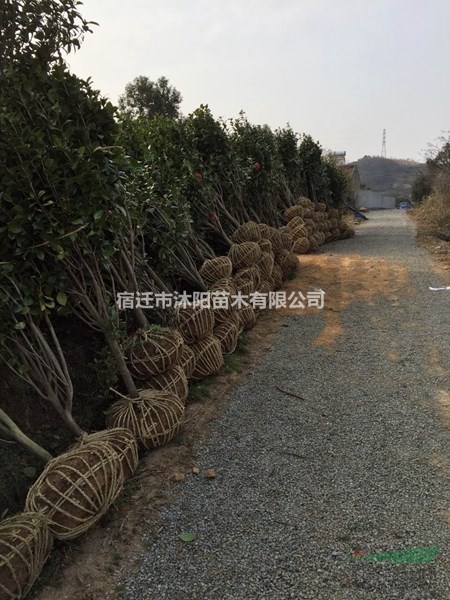 茶花价格_茶花图片_茶花产地_茶花苗圃基地