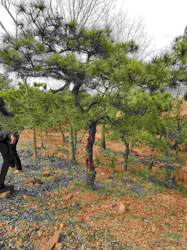 安徽滁州供应黑松地景树朴树绿化苗 _15212069156_县