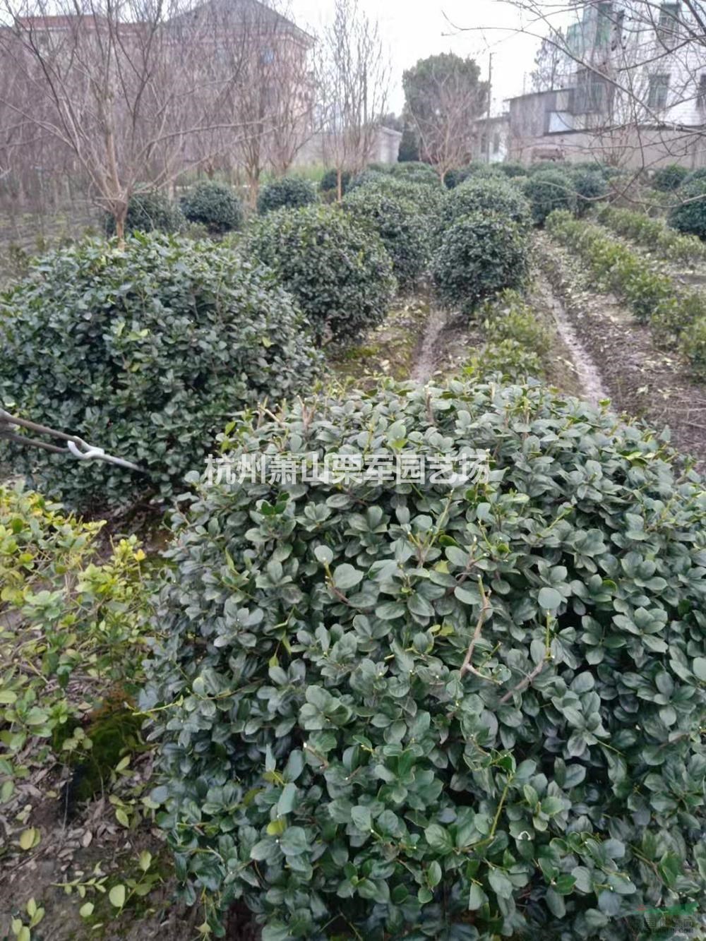 浙江萧山无刺构骨球价格/报价