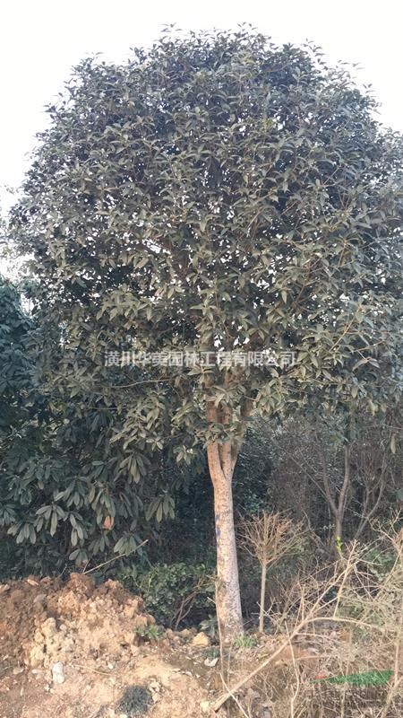 潢川花木金桂价格300金桂花树售价更新