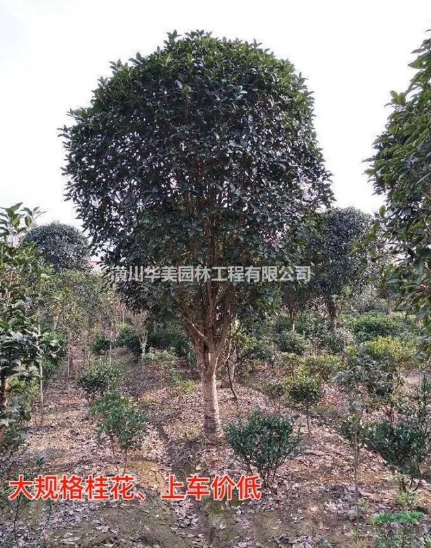 潢川花木金桂价格300金桂花树售价更新