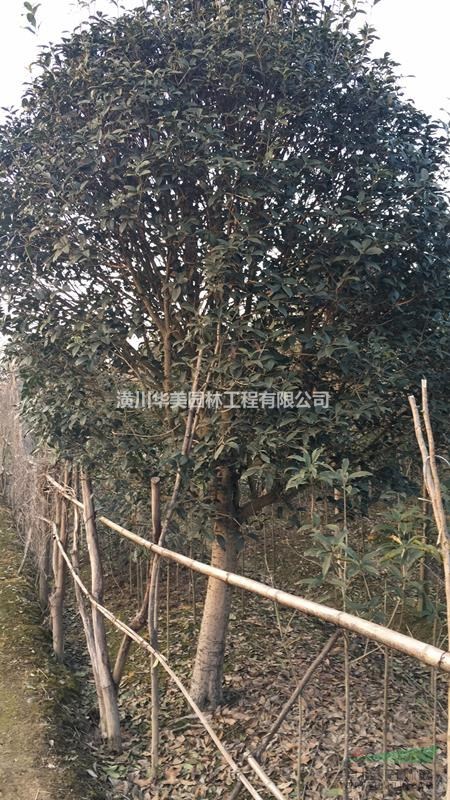 潢川花木金桂价格300金桂花树售价更新