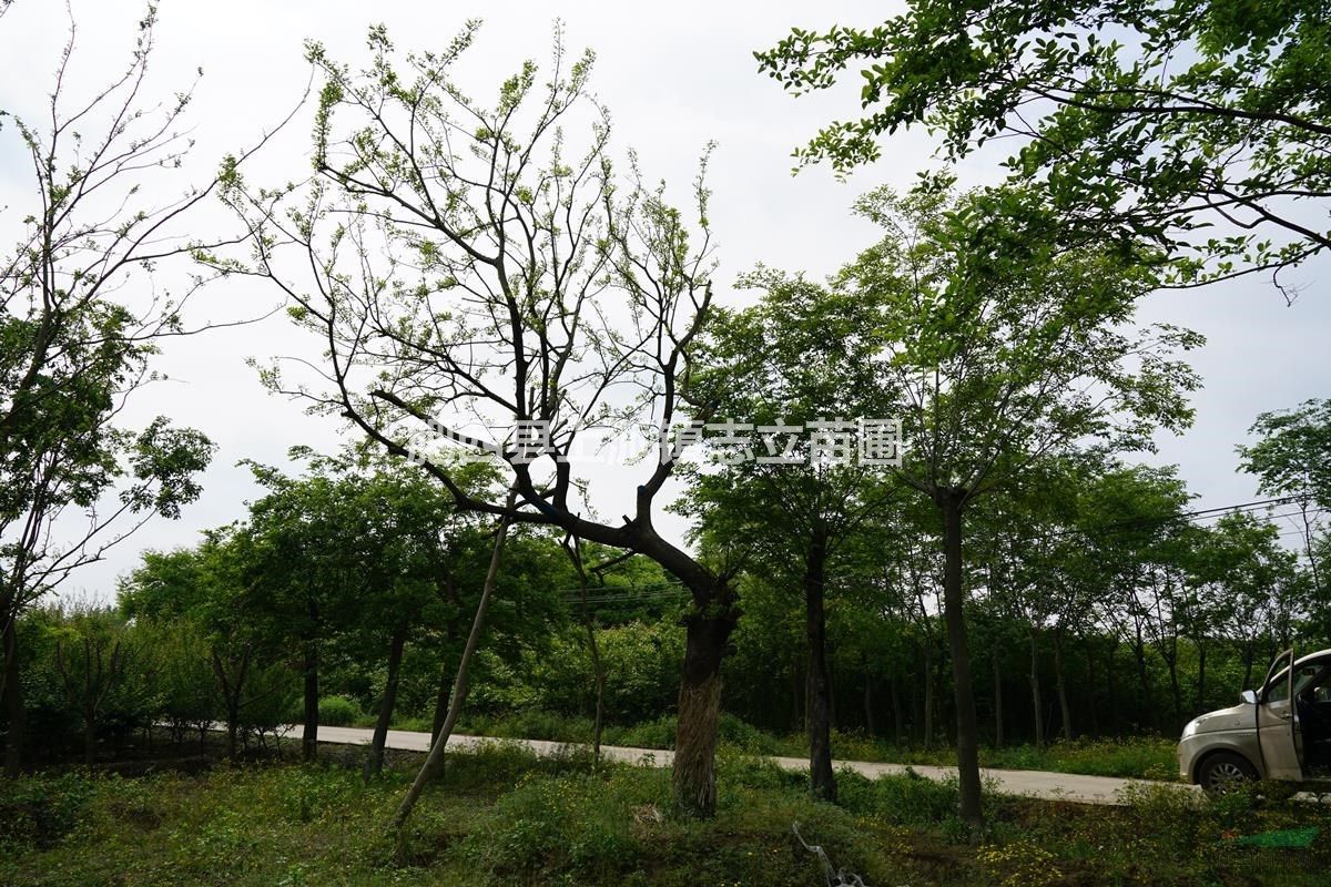 ʵ30cm