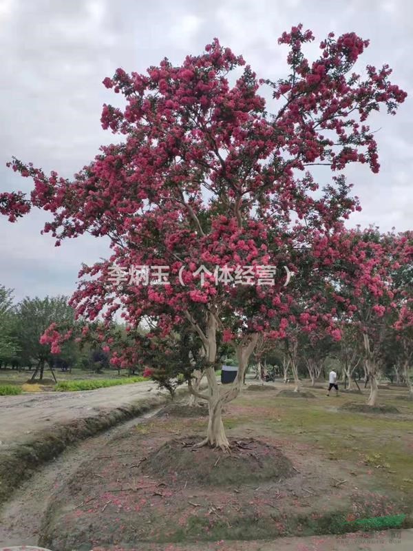 大红花紫薇笼子出售,四川成都基地大量出售紫薇笼子,四川红紫薇图片