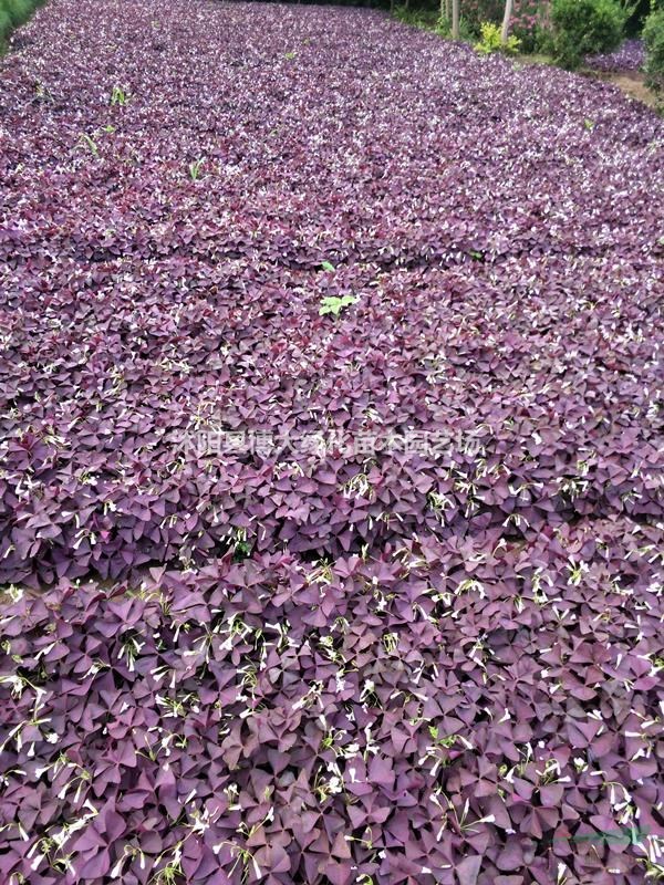 优质紫叶酢浆草 红花酢浆草地被植物花草 兰花三七 介