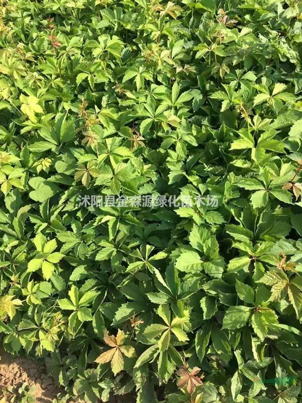 爬山虎铲地 三叶地锦 五叶地锦 爬山虎价格表 爬山虎图片
