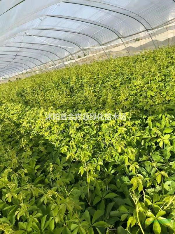 爬山虎铲地 三叶地锦 五叶地锦 爬山虎价格表 爬山虎图片