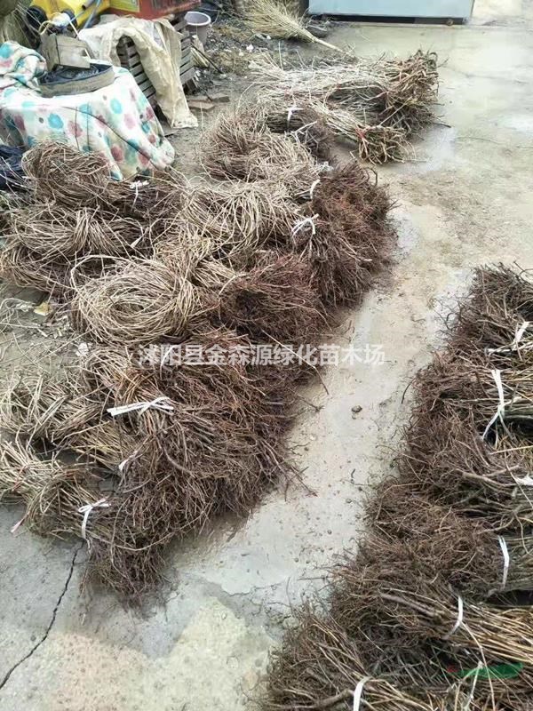 爬山虎铲地 三叶地锦 五叶地锦 爬山虎价格表 爬山虎图片