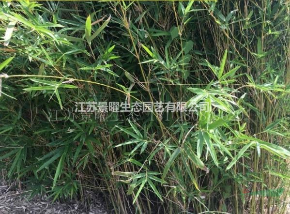 վ̬ľ/Ӧ/Т/ͼƬ/ֱ/۸