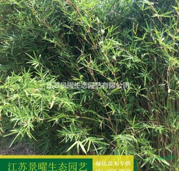 վ̬ľ/Ӧ/Т/ͼƬ/ֱ/۸