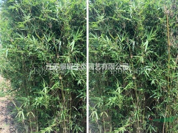 վ̬ľ/Ӧ/Т/ͼƬ/ֱ/۸