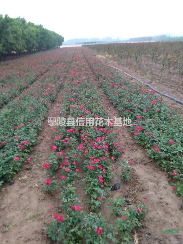 河南地栽月季,0,6元图片_鄢陵县信用花木基地_中国