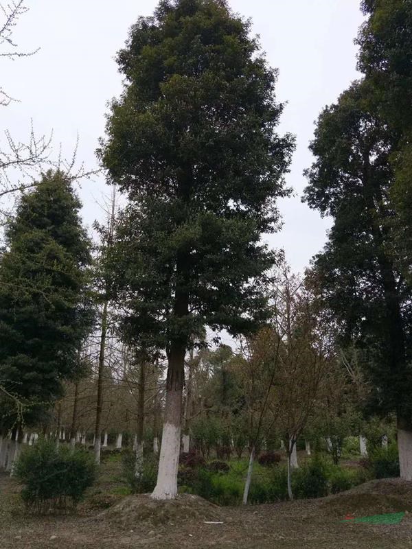 贵州25公分小叶桢楠树价格 种植楠木树的经济价值高吗