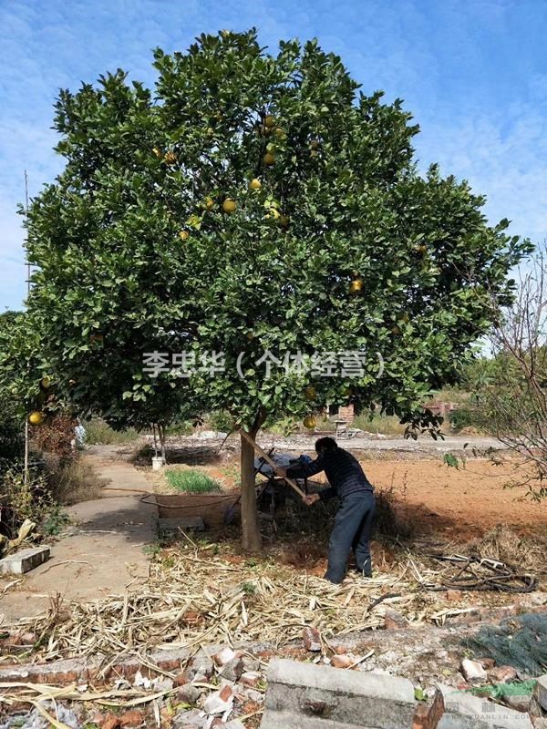 精品香泡树(柚子树)江西南昌