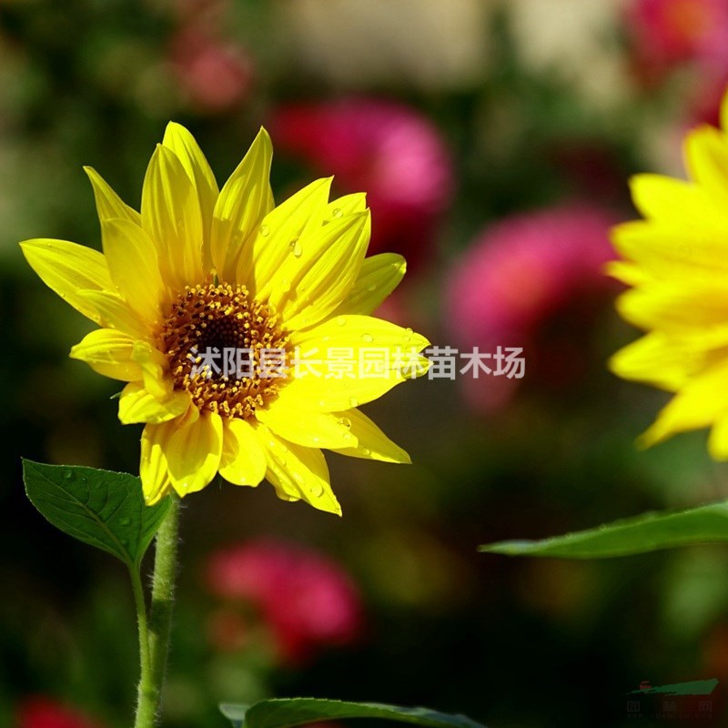 迷你向日葵种子哪里有卖?图片