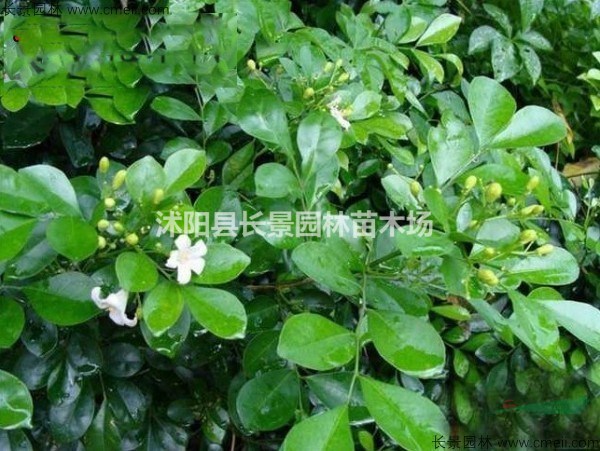 九里香种子哪里有卖?图片