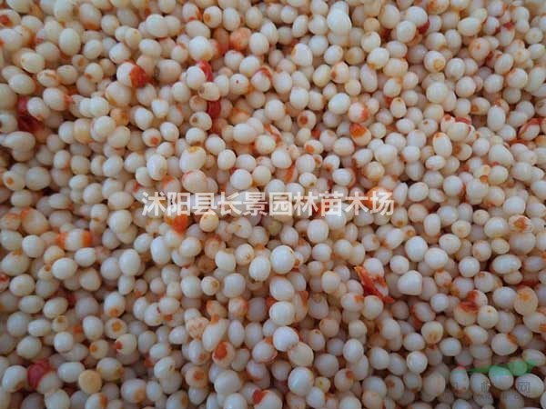 独角莲种子多少钱一斤?什么价格图片