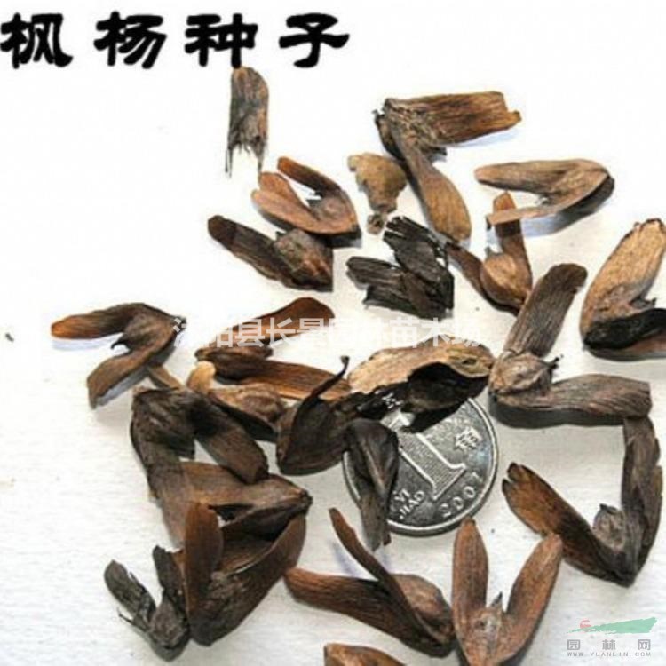 今年枫杨种子价格,枫杨种子哪里有卖?图片