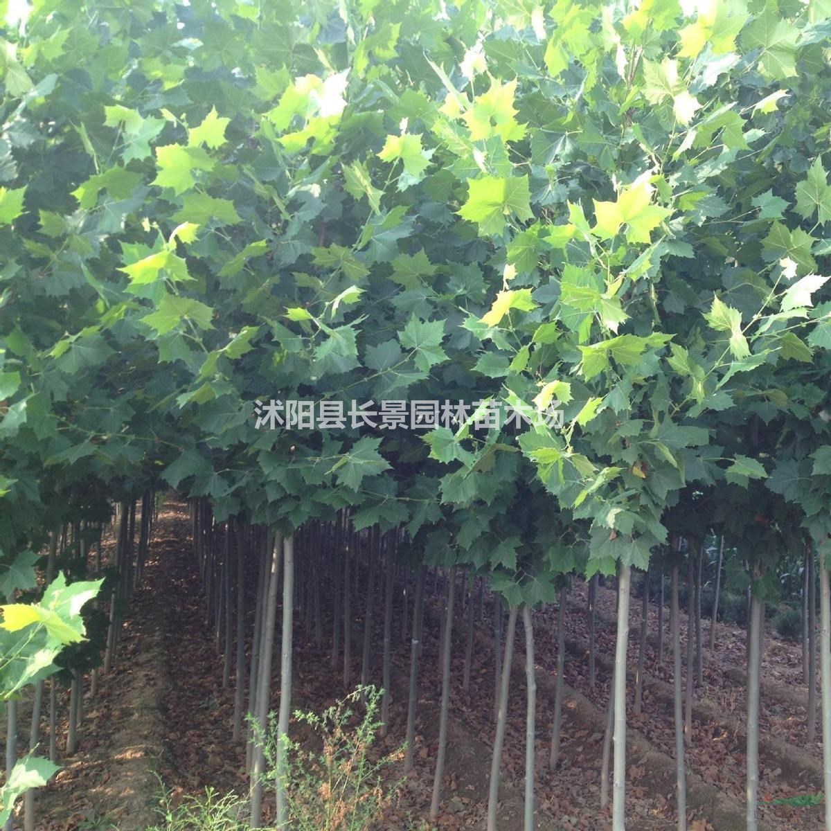 法桐种子今年多少钱一斤?法桐种子价格图片